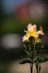 Naklejka na ściany i meble yellow rose in the garden