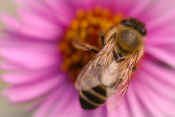 bee on pink flower
