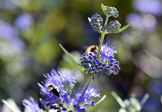 Nahaufnahme einer blauen Bartblume