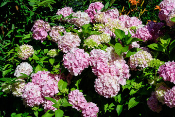 Magenta pink hydrangea macrophylla or hortensia shrub in full bloom in a flower pot, with fresh green leaves in the background, in a garden in a sunny summer day.
