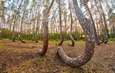 Obraz premium Wide angle view of oddly shaped pine trees in Crooked Forest at sunset, Poland.