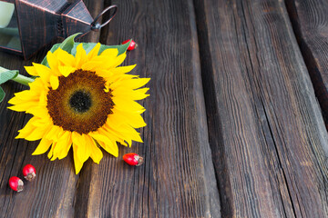 Fresh yellow sunflower and autumn leaves on a wooden background. Thanksgiving Day.