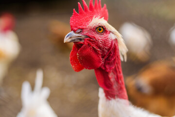 rooster head portrait close-up. farm bird