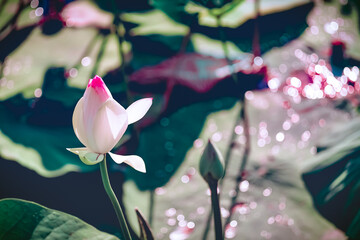 Beautiful white pink lotus flower blooms in the pond, lotus lake Russia