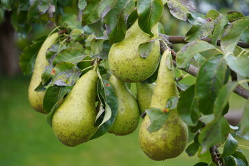 pear on tree