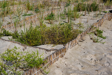 Fototapeta na wymiar Protection of the beach vegetation by reed fences in the dune landscape at the Baltic Sea, Germany, copy space