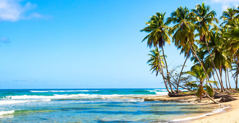 Palm trees on the wild tropical beach in Dominican Republic. Vacation travel background. Banner format