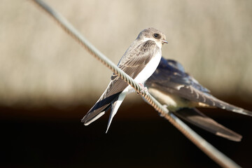 Barn Swallow sitting in the evening sun