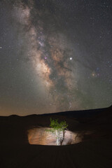 Hole in the rock with a growing tree under the Milky Way Galaxy