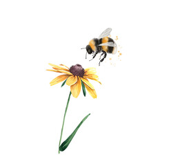 Illustration of a striped bumblebee insect sitting on a yellow chamomile flower, close-up on a white background - obrazy, fototapety, plakaty