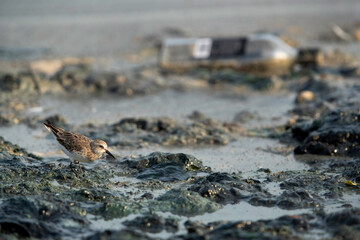 Little Stint and garbage dump at Tubli bay, Bahrain