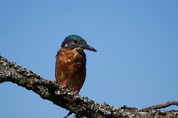 Common kingfisher Alcedo atthis Eurasianon a tree at the river