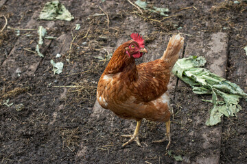 Orange laying hen on the farm. Photos of animals in the household.