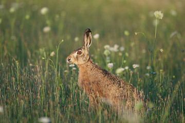 Naklejka premium European Hare Lupus europaeus in evening light on a field