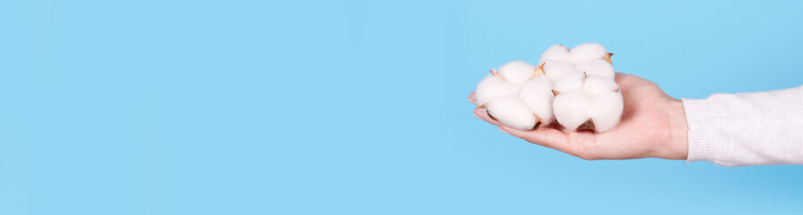 Hand with cotton flower ball, isolated on blue background. Copy space.