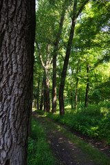 A trail in a deciduous forest among large poplars
