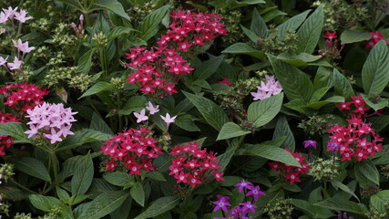 pink flowers in the garden