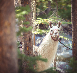 Llama peeking around a tree in the mountain of Colorado