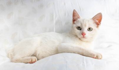 A small white cat lies on a white pillow