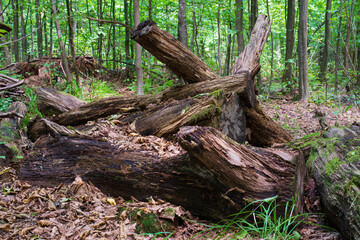 a sawn-down old trunk of a large tree that had been lying in the forest for a long time.