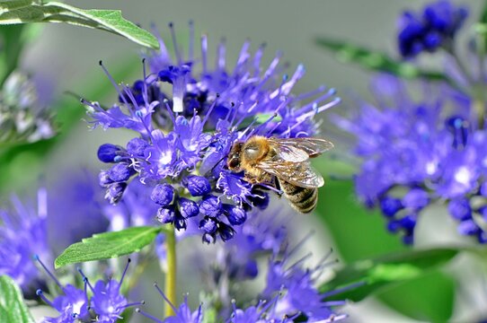 Barbula klandońska (Caryopteris clandonensis Blue Cloud). Niebiesko kwitnący krzew, przywabiający pszczoły miodne nawet podczas niepogody