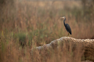 Western reef egret perched on a rock at Asker marsh, Bahrain