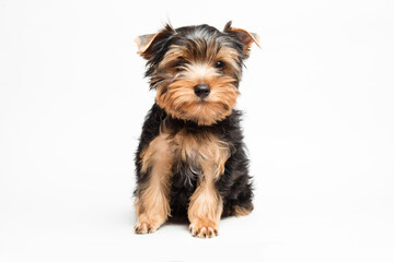 Fototapeta na wymiar Pretty adorable puppy yorkshire terrier