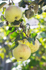 Branch of apple tree in garden