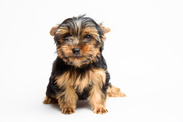 Pretty adorable puppy yorkshire terrier