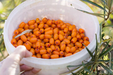 Sea buckthorn in bowl. Outdoor