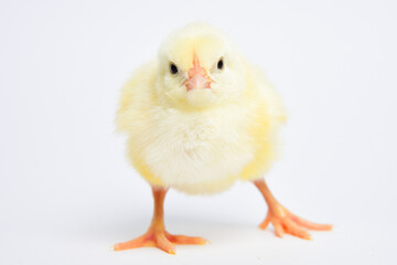 Little chicken baby