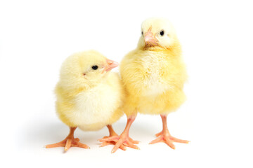 Two little  chicken
