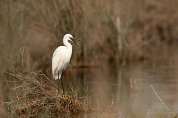 Intermediate Egret opneing its bill at Asker Marsh, Bahrain