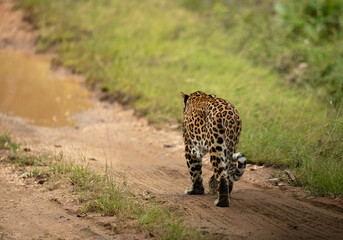 Leopard moving away on mudtrack at Kabini Forest Reserve, India
