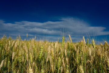 Wheat fields near Steptoe Butte State Park, WA