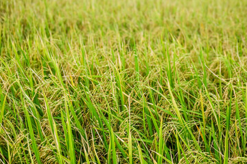 Green rice field agriculture area in Thailand, selective focus