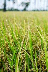 Green rice field agriculture area in Thailand, selective focus