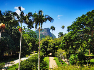 Botanical garden with view of Corcovado