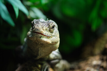 Ctenosaura bakeri, also known as the Utila iguana, Baker's spinytail iguana, swamper or wishiwilly del suampo, is a critically endangered species of spinytail iguana endemic to the island of Utila.