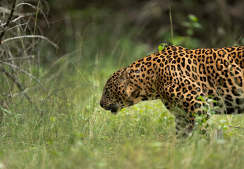 Closeup of  a Leopard in green at Kabini Forest Reserve, India