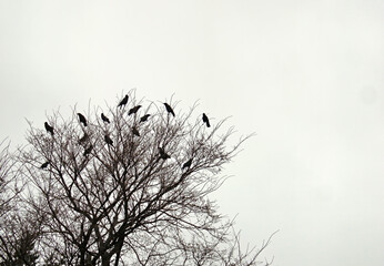 Black scary birds on top of a tree