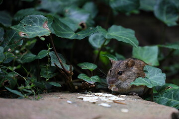 A field mouse in the wild,Apodemus agrarius