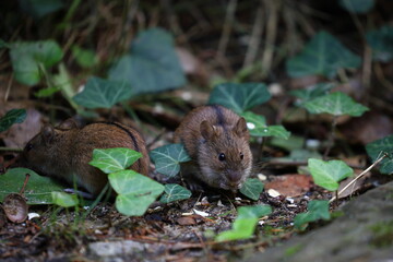 A field mouse in the wild,Apodemus agrarius