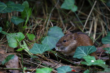 Naklejka na ściany i meble A field mouse in the wild,Apodemus agrarius