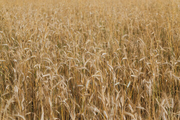 Wheat Field Texture Background with Ripening Ears
