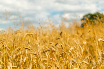 Wheat Field Texture Background with Ripening Ears