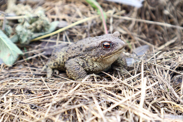 Common toad prepares to jump, sitting on the hay, close-up