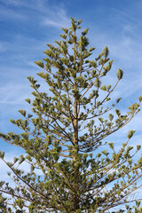 Top of a tall pine tree in California under blue sky with some light clouds