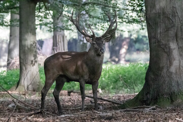 Naklejka na ściany i meble a large buck red deer in the woods