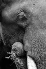 Closeup of a asiatic elephant eating grass at Kabini Tiger Reserve, India